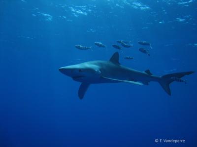 Blue Shark