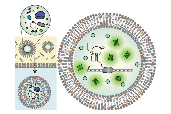 Cell-free biosensors