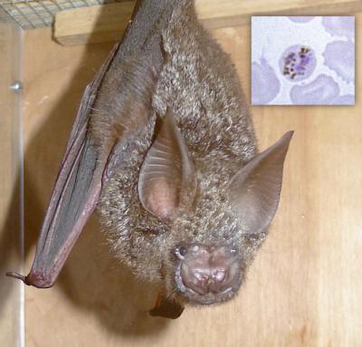 <i>Hipposideros cyclops</i>