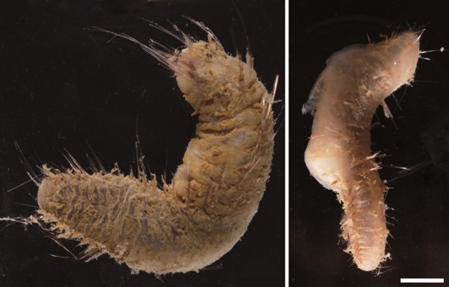 Two Species of the <i>Flabegraviera</i> Genus