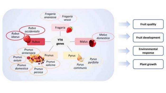 Unveiling the Role of YTH Genes in Rosaceae Species.