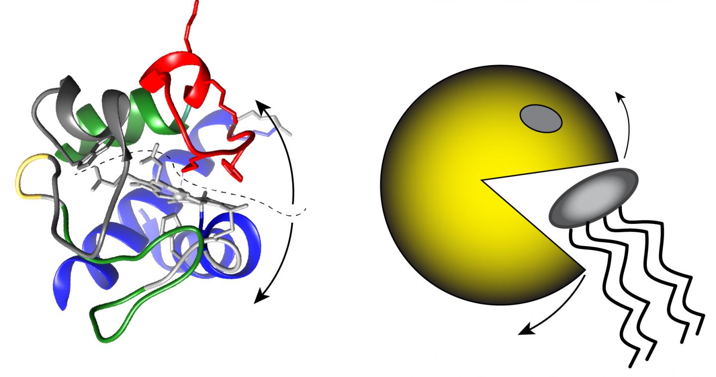 Unfolding of cytochrome c allows it to oxidize cardiolipin