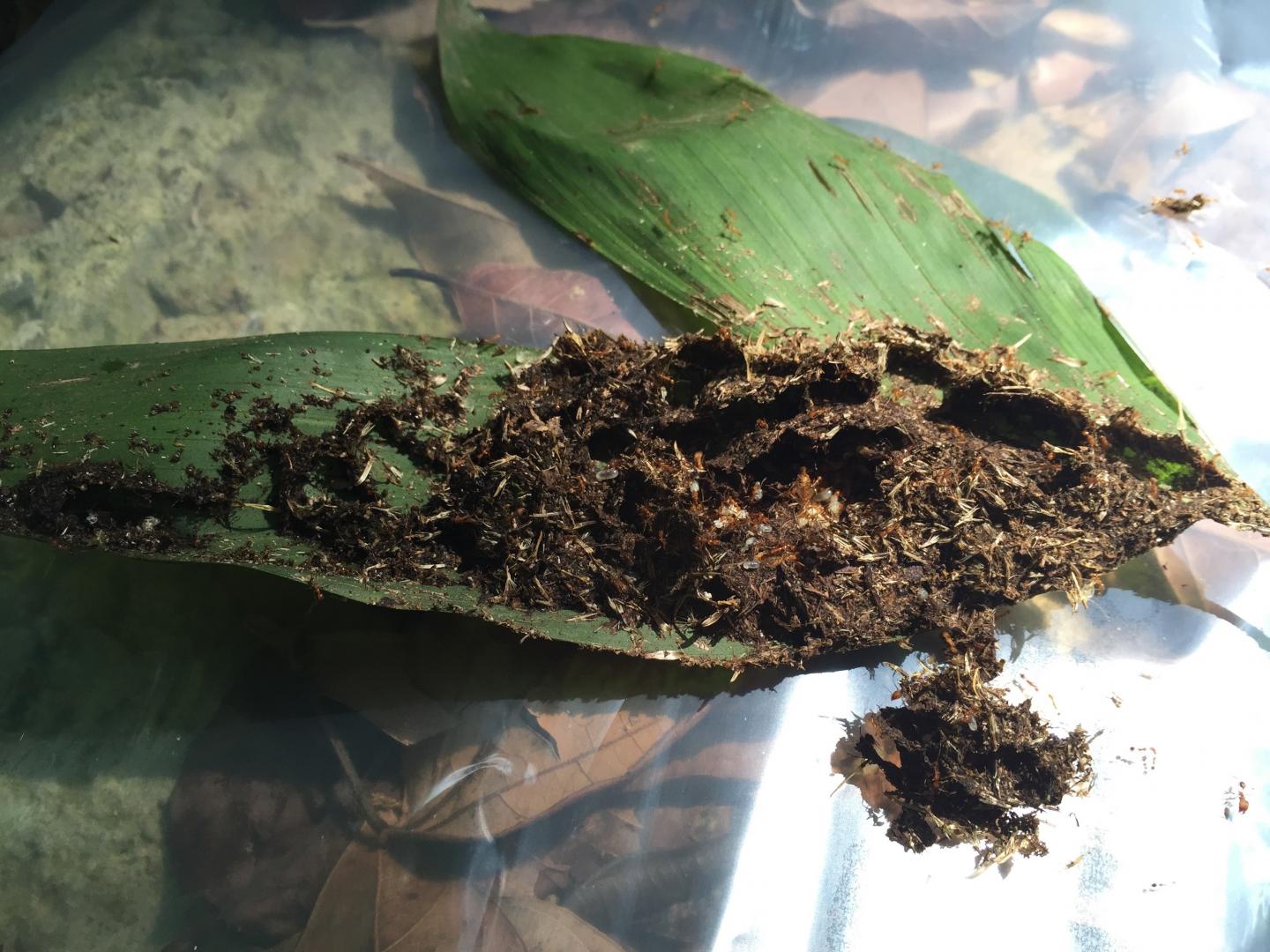 One of the Observed Ant Nests