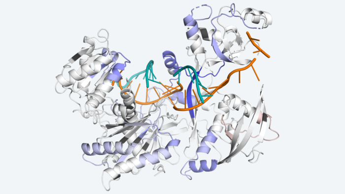 Argonaute protein