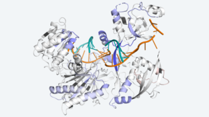 Argonaute Protein