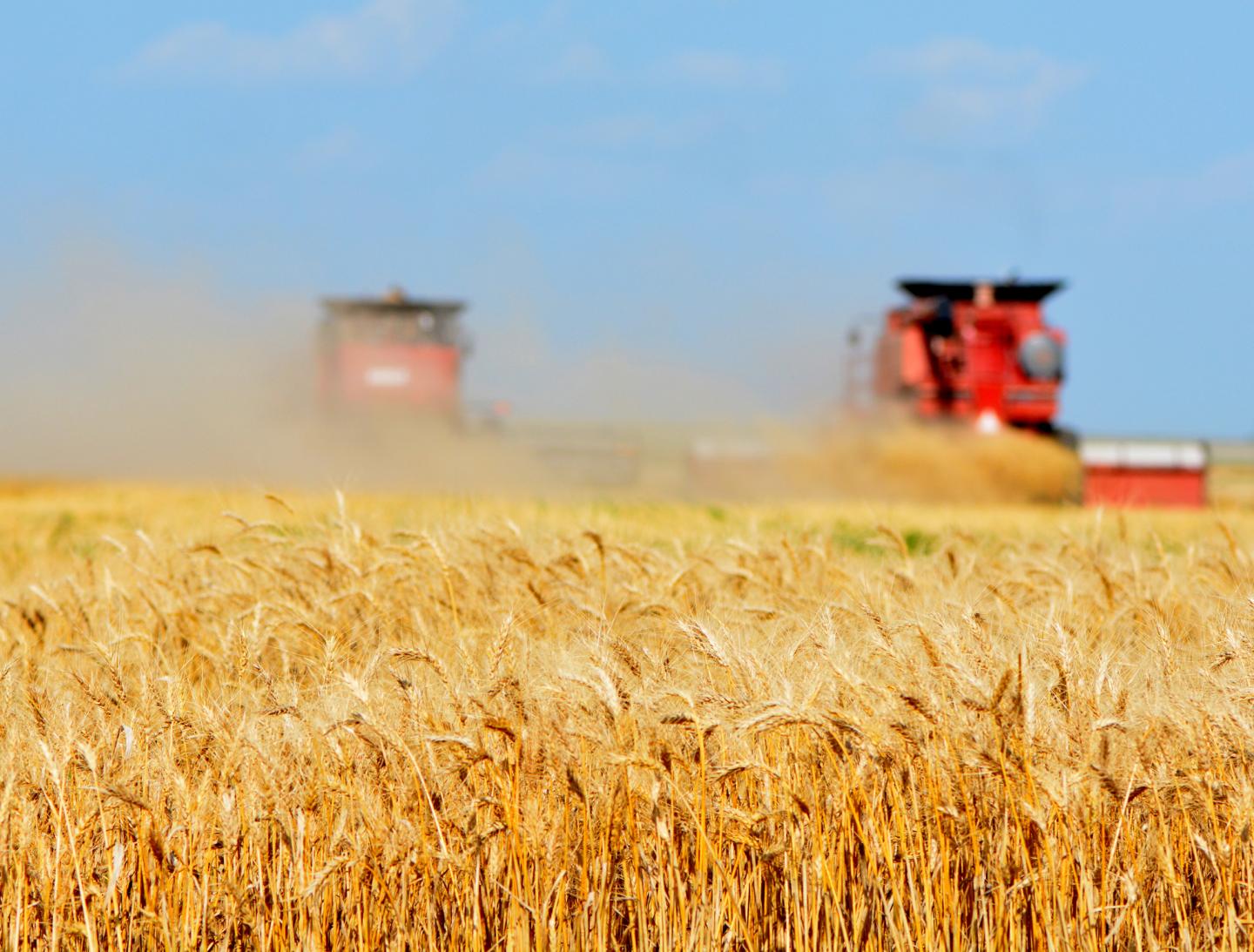 Hybrid Wheat Could Help Maximize Wheat Yields