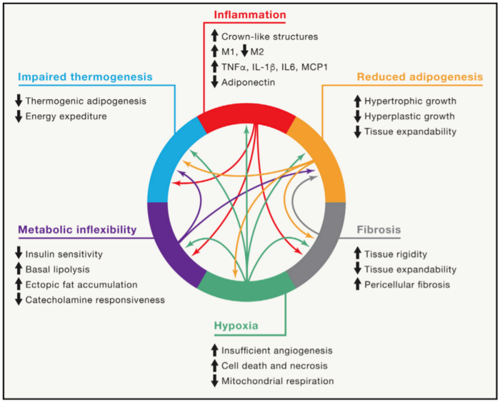 The hallmarks of adipose tissue dysfunction