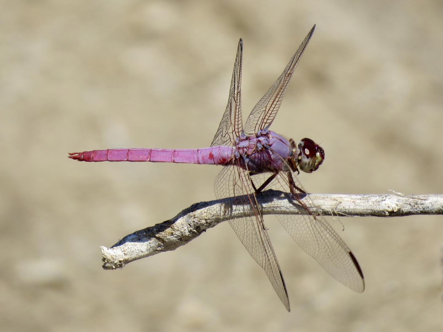 A Dragonfly at the Santa Cruz River