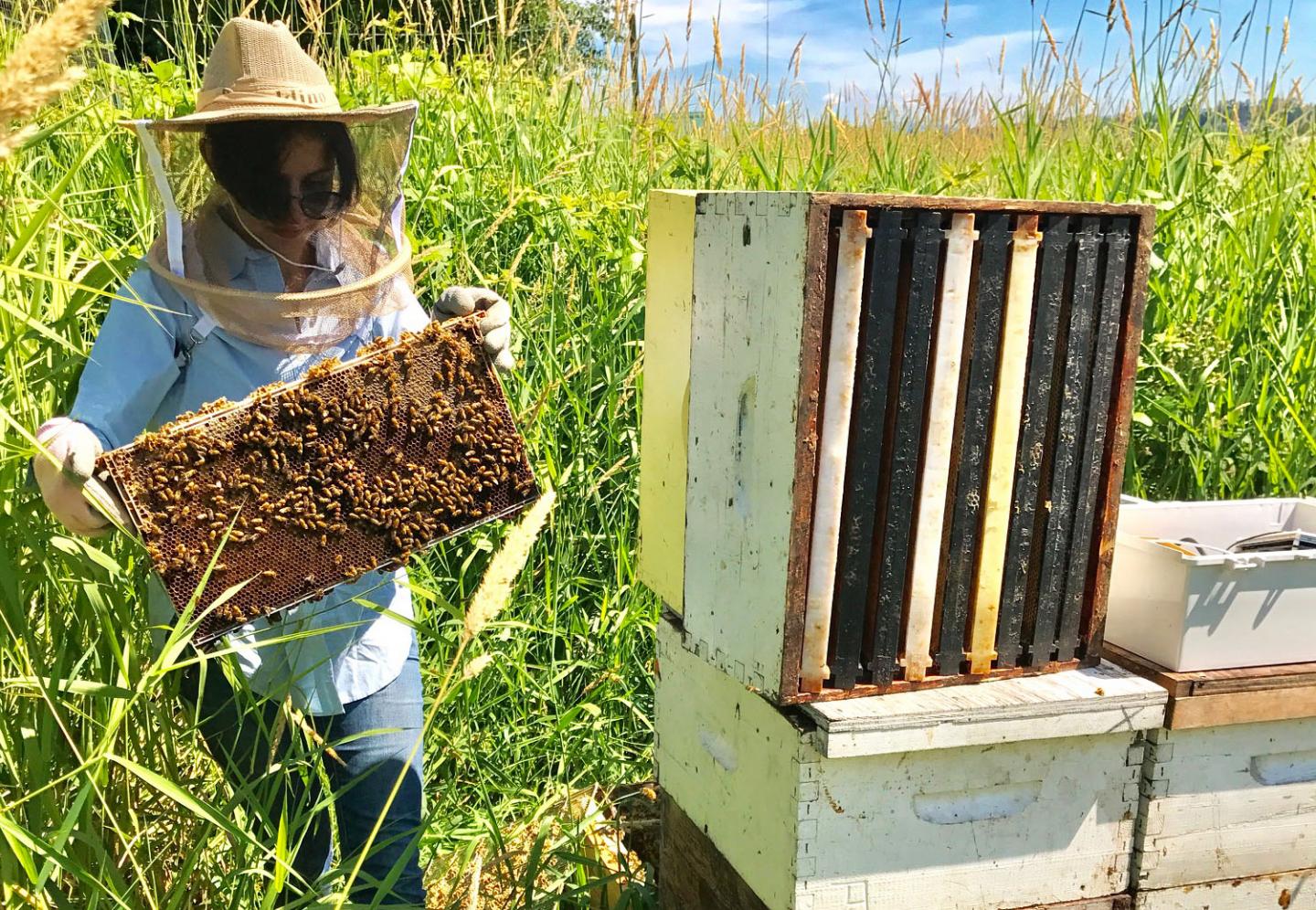 Technology Tracks 'bee Talk' t [IMAGE] | EurekAlert! Science News Releases
