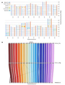 Synteny analysis based on the comparison of the 19 pseudomolecules assembled for Malbec haplophases.