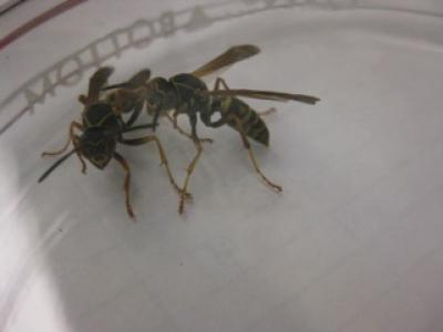 <i>Polistes fuscatus</i>