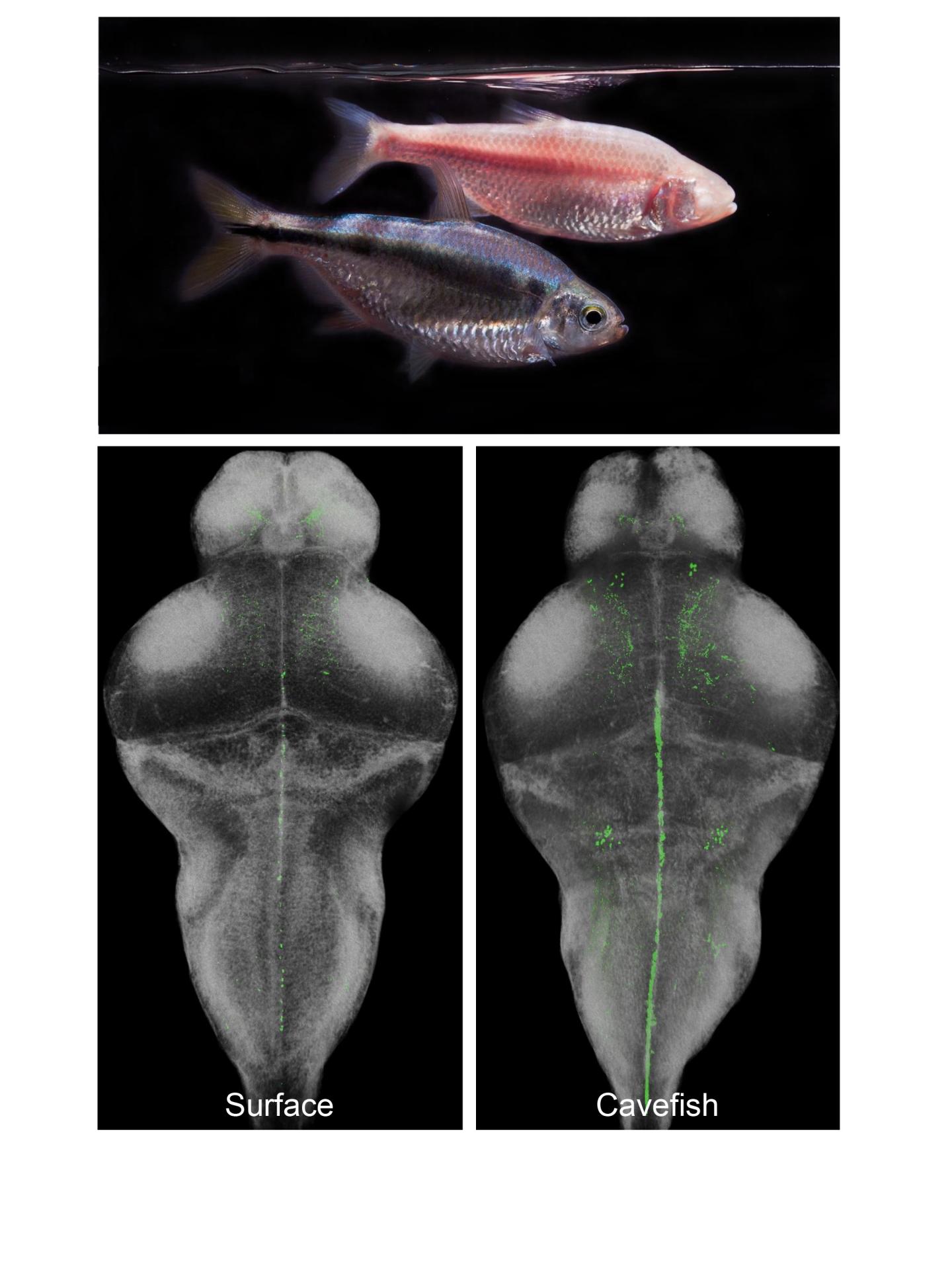 Hypocretin Signaling in Cavefish and Surface Fish