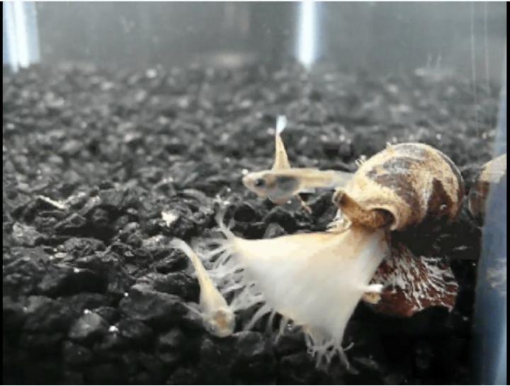 Conus Tulipa Eating a Fish