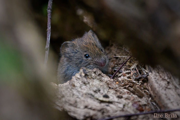 Bank vole