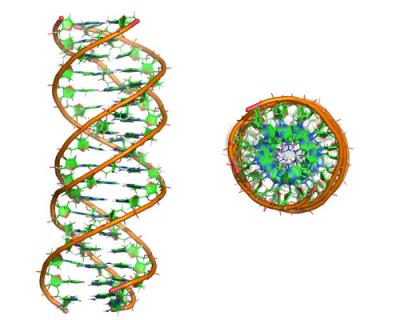 Simulation of a Triple DNA Helix Structure