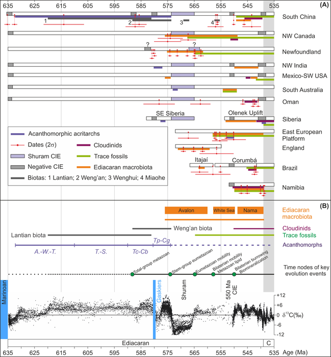 Integrated radioisotopic dates, fossil ranges, and carbon isotopic profile of the Ediacaran Period