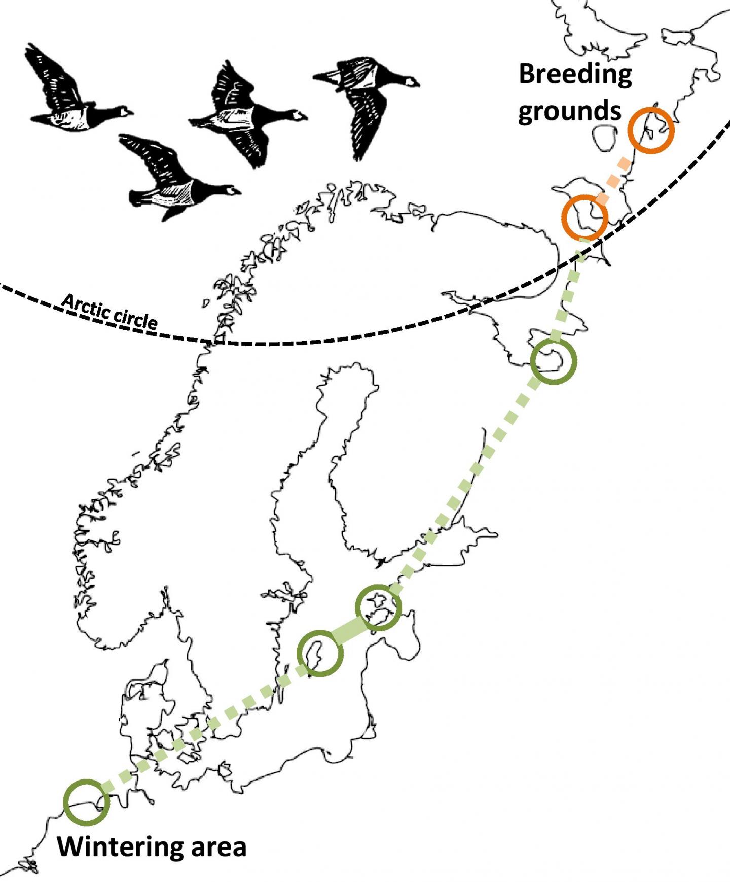 geese migration patterns