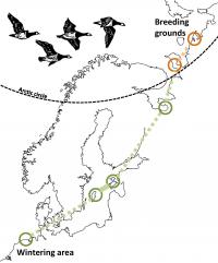 The Migration Route of the Barnacle Goose