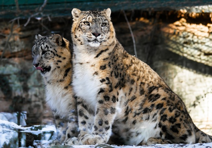 Snow leopards on the Tibetan Plateau