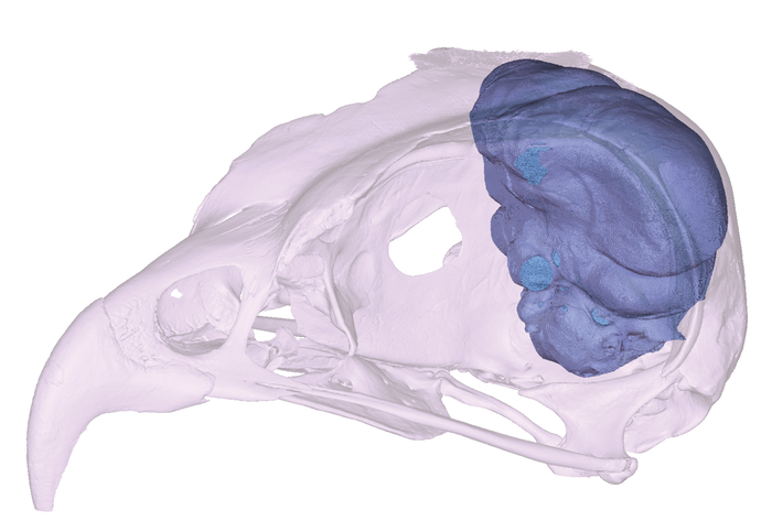 Three-dimensional reconstruction of the skull of a Letter-winged Kite