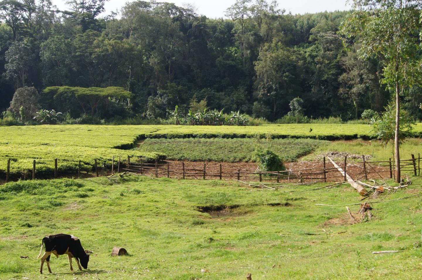 A Cow Grazing in Africa