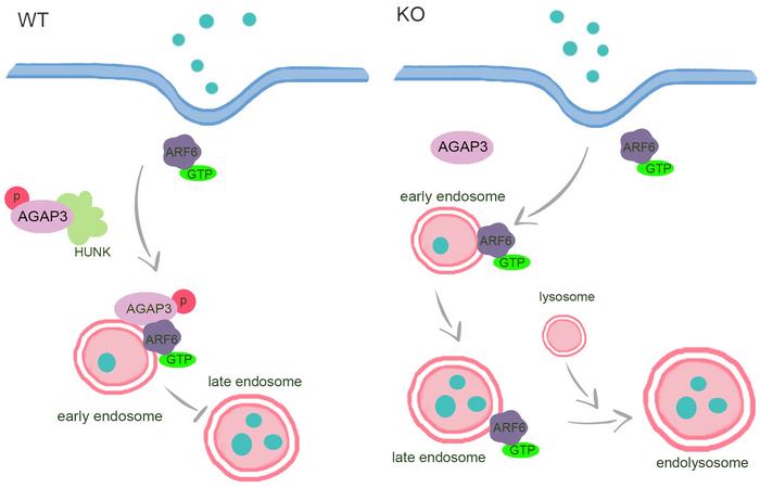 The role of HUNK/AGAP3/ARF6  in Caveolae-mediated endocytosis and cellular traffic.