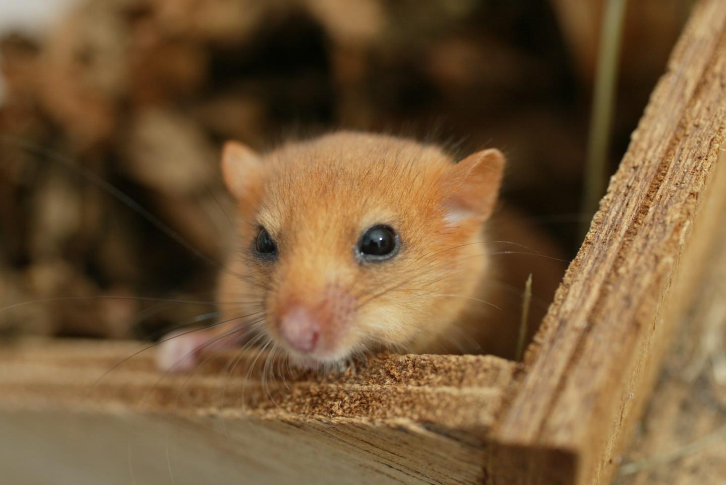 Mammal Review -- Dormouse