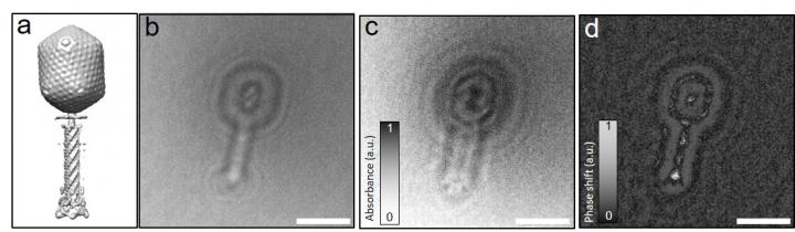 Electron Holography Images of the Bacteriophage T4 Virus