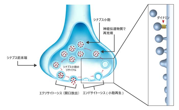 シナプス前末端における小胞のリサイクル