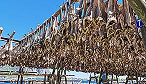 Drying codfish