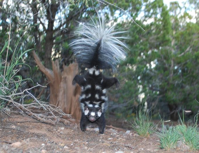 Hand-Stand Skunk