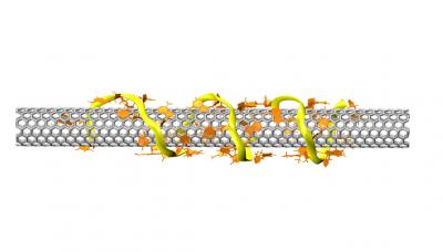 Armchair Science: DNA Strands That Select Nanotubes Are First Step to a Practical ‘Quantum Wire’