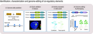 Identification, characterization and molecular editing of cis-regulatory elements