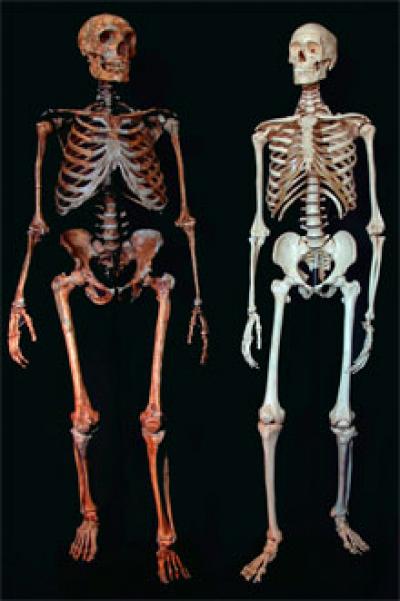 Comparison of Neanderthal and Modern Human Skeletons