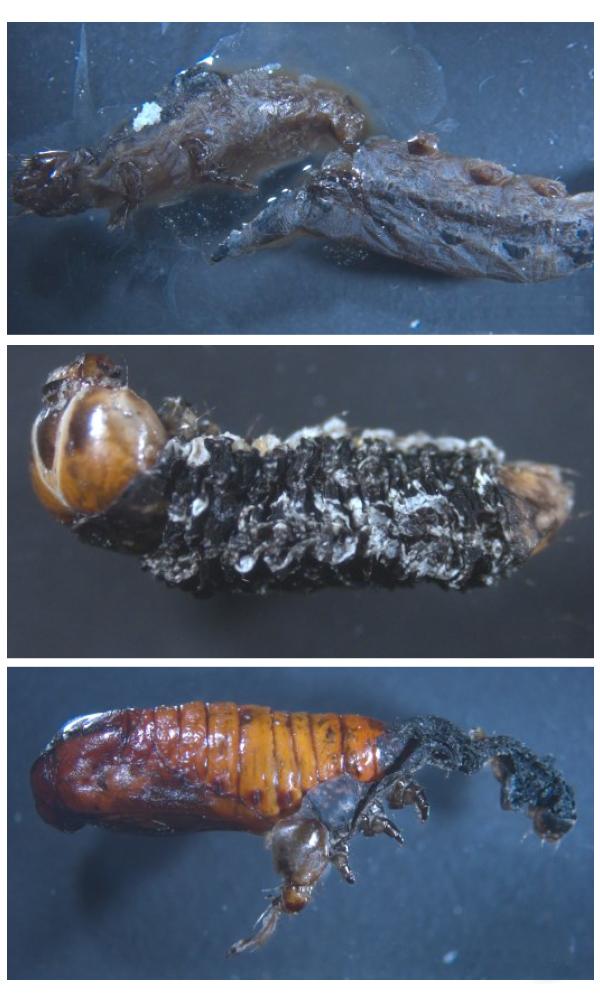 Infected Larvae