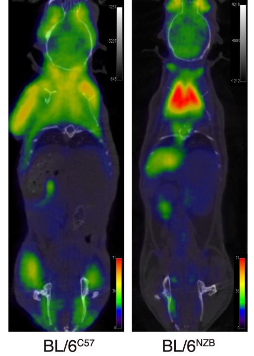 Figure 2 Scans of Live Mice
