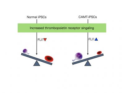 Regulation of FLI1