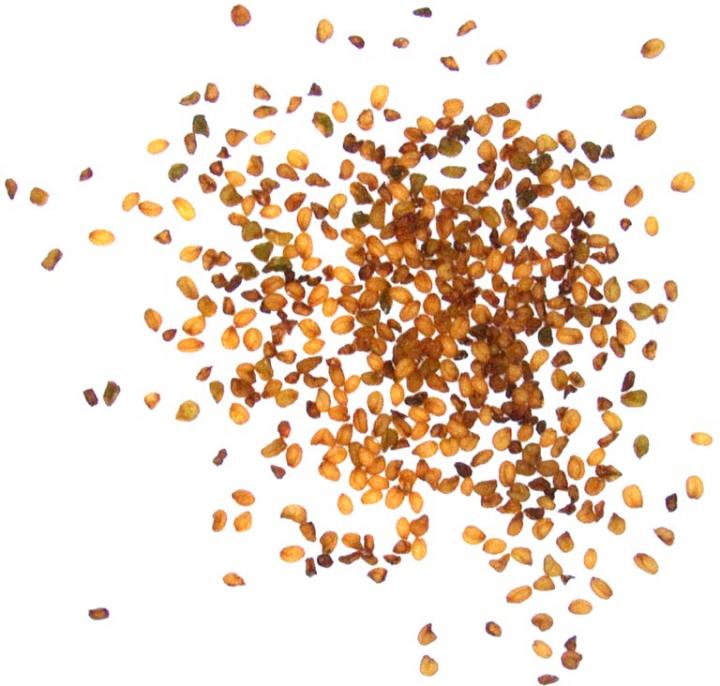 Seeds Aborted Due to Chromosomal Imbalance