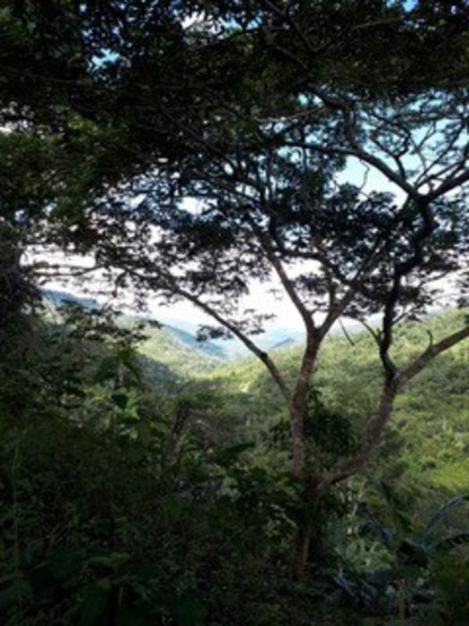 Los sistemas agroforestales estudiados están ubicados en dos regiones contrastantes del Perú: una de ellas es la región dominada por bosques húmedos subtropicales en valles interandinos, como se muestra aquí