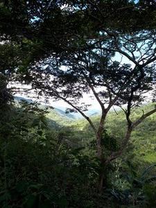 The cocoa agroforestry systems studied are located in two contrasting Peruvian regions: one is the region with subtropical humid rainforests along the Andes shown here.