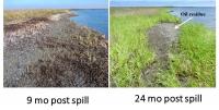 Salt Marsh Impacts and Recovery