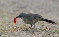 Photo of a Curve-billed Thrasher Foraging in a Xeric Yard in Phoenix