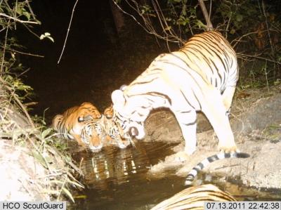Tiger and Cubs in Thailand