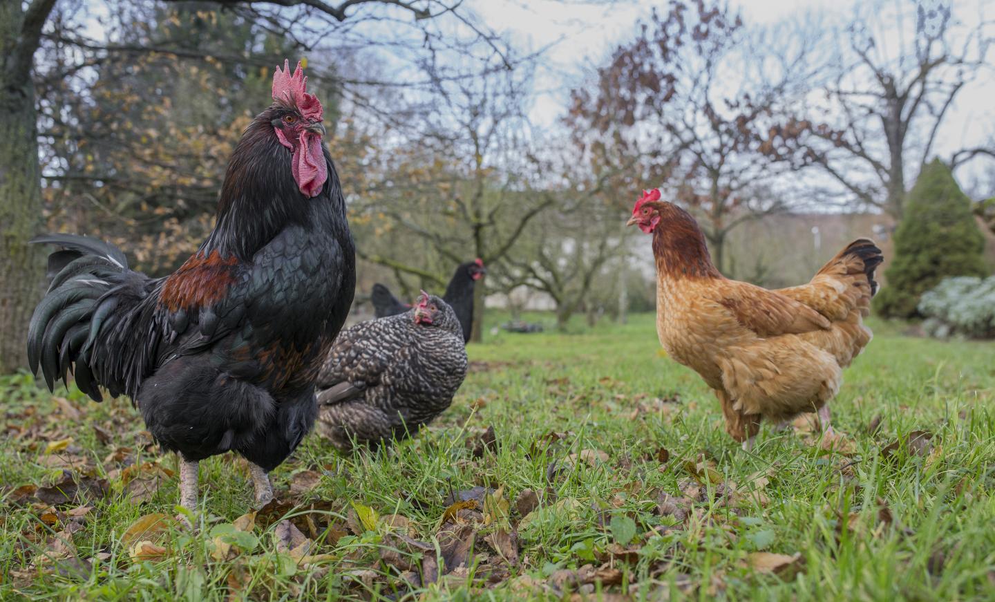 What Is A Male Domestic Fowl Called