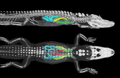 CT Scan of an Alligator