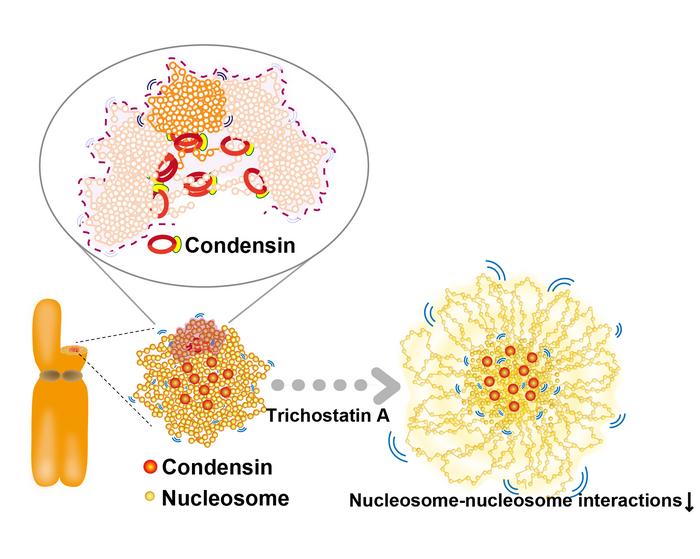 Condensins and nucleosome–nucleosome interactions differentially constrain chromatin