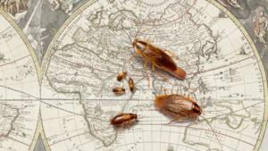 Virginia Tech entomologist sheds light on 250-year-old mystery of the German cockroach