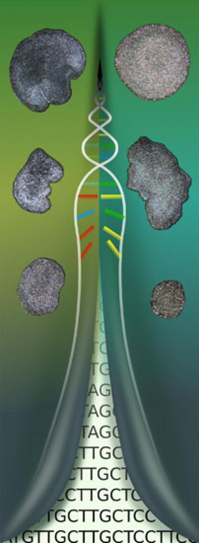 In the Tiniest Animals, Genomic Analysis Reveals New Species and New Genus