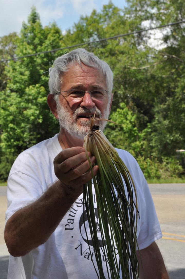 <i>I. mississippiensis</i>