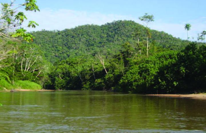 Rare Amazonian Butterfly Named After British National Treasure Sir David Attenborough (2/3)